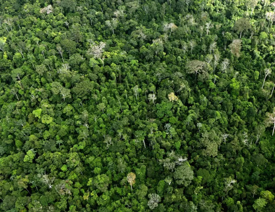 Топ класация на растения виреещи във влажни екваториални гори