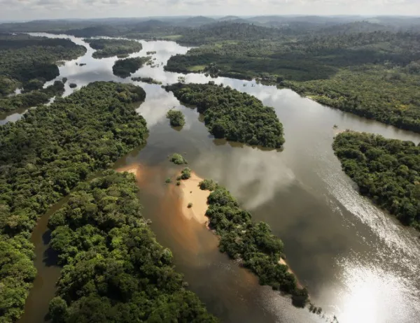 Откриха 381 нови животински и растителни видове в Бразилска Амазонка