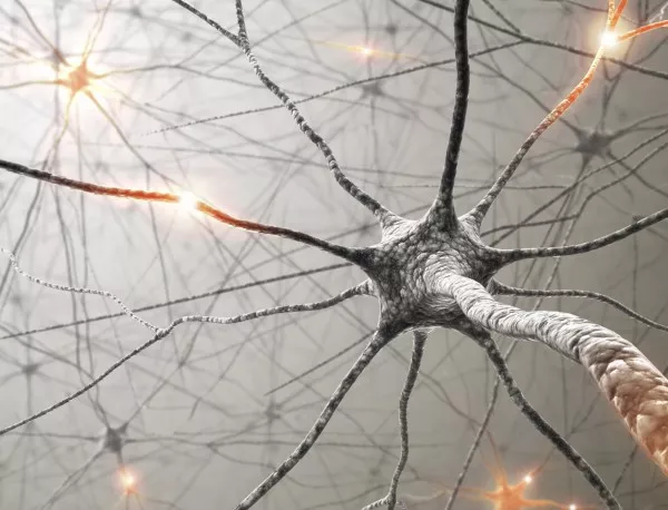 Мозъкът чисти паметта с нови нервни клетки