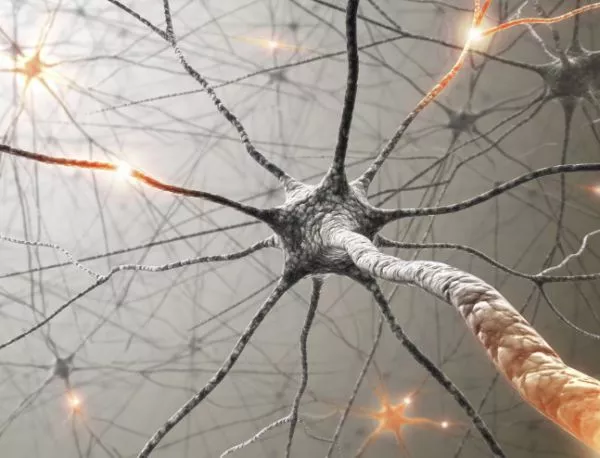 Увредените неврони търсят помощ от стволовите клетки