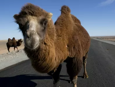 Ето как камилите в Оман се къпят в морето (ВИДЕО)