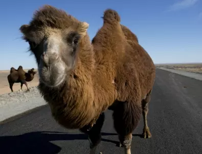 Циркът блокира пътя: Запали се ремарке с камили и зебри в САЩ (ВИДЕО)