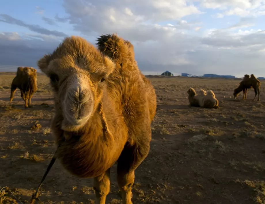 Австралия убива 10 000 камили, защото застрашавали местните общности
