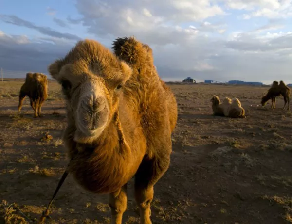 12 камили дисквалифицирани от конкурс за красота заради... ботокс