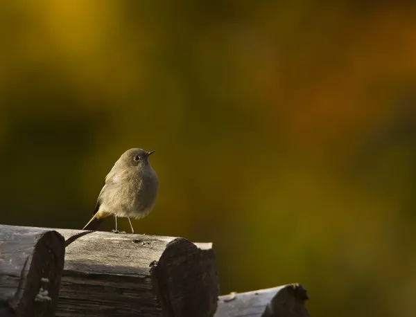  Редки видове птици откриха в резерват "Мантарица" в Пазарджишко