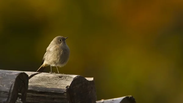  Редки видове птици откриха в резерват "Мантарица" в Пазарджишко