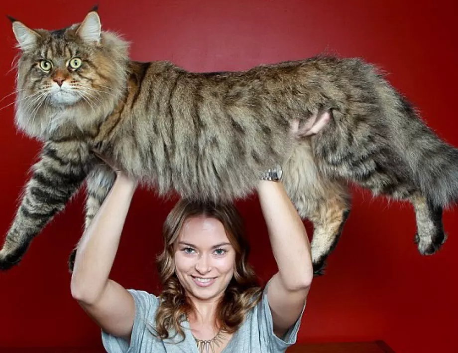 Най-големите домашни котки