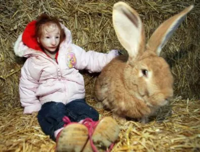Най-малкото момиче в света срещна най-големия заек 