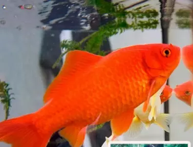 4-килограмова златна рибка изплува от езеро