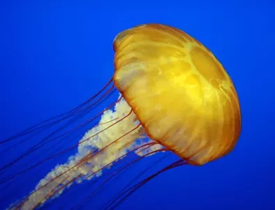 Какво да правим, ако ни опари медуза