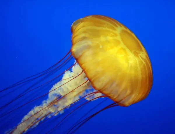 Какво да направите, ако ви опари медуза