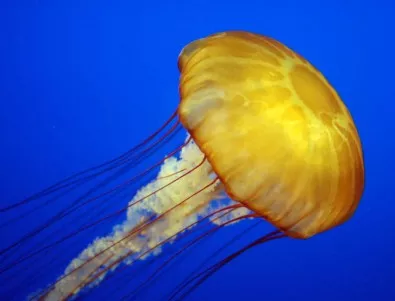 Американски учен разработва летяща машина, вдъхновена от медузите