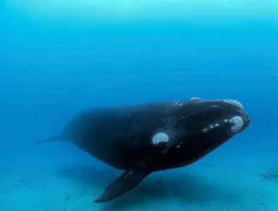 Шумът от корабите убива апетита на китовете