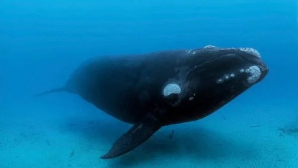 Шумът от корабите убива апетита на китовете