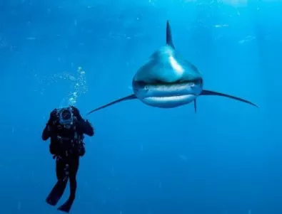 Сърфист загуби контрол и падна върху акула (ВИДЕО)
