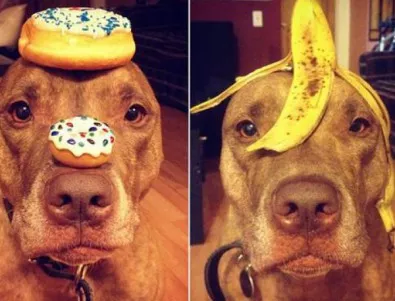 Кучето Скаут, което може да носи всичко на главата си (снимки)