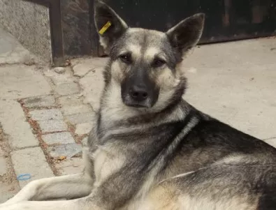 24 кучета са осиновени за месец от общинския приют в Русе