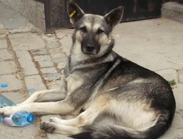 Съседни общини изхвърлят кучета в София