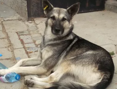 4 хил. бездомни кучета са прибрани от улиците на Букурещ за три месеца