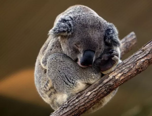 Ето защо коалите прегръщат дърветата 