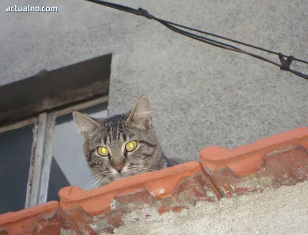 Бездомните котки в Пловдив се увеличават неудържимо, кучетата намаляват