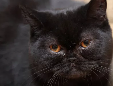 Зарязват черни котки заради кофти селфита