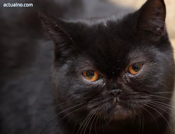 Черната котка не носи лош късмет