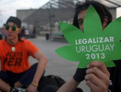 Защо Уругвай легализира марихуаната