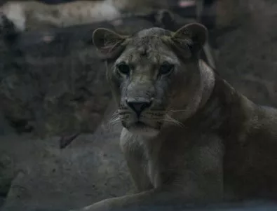 Лъвица напада служител в зоопарк