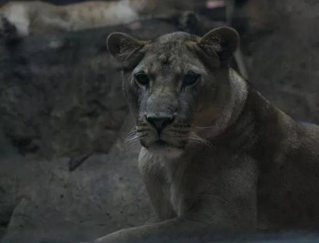 Лъвица напада служител в зоопарк