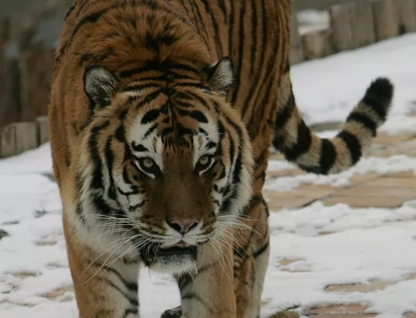 Самоубиец се предложи на тигрите, те се уплашиха