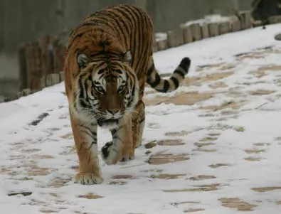Тигърът от столичния зоопарк избяга