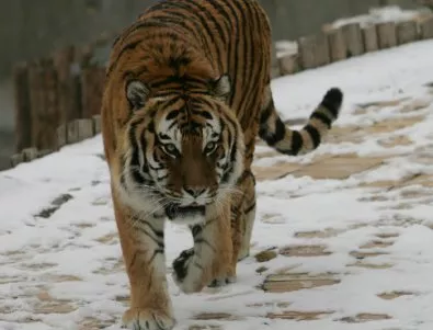 Дадоха на тигри да изядат зебра в зоопарк в Норвегия