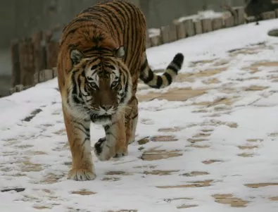 Пловдивският зоопарк ще си има млад бенгалски тигър