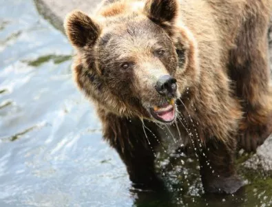 Зоопаркът в Стара Загора ще се сдобие с нови атракциони