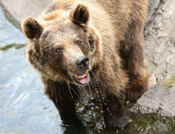 В Тбилиси все още търсят избягалите мечка, хиена и два тигъра 