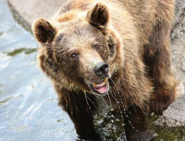 Само две мечки са останали в ДЛС "Кормисош"