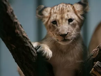 Лъвовете в разградския зоопарк са болни и недохранени, установи проверка