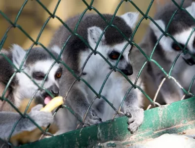 Търсят причината за смъртните случаи в столичния зоопарк до петък