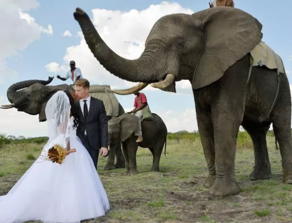 Приказна африканска сватба с парад на слонове (снимки)