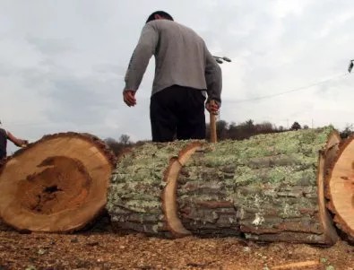 300 дървета са отсечени за по-малко от година в Асеновград