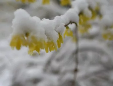 Жълт код в 5 области заради снеговалежи и поледици 