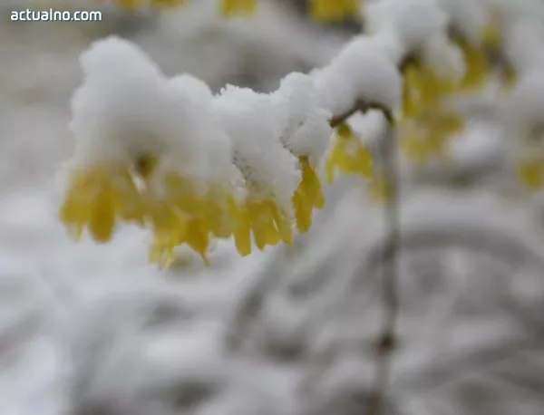 Снегът остави десетки хиляди без ток в Словения