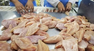 Епидемия от птичи грип в Южна Корея, умъртвиха 16 млн. пилета