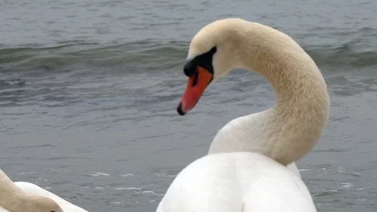 В Гърция е намерен лебед с птичи грип по поречието на Марица