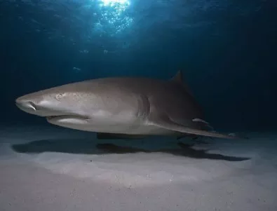 Сърфист се освободи от акула с кроше по муцуната й 