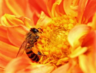 Европа се нуждае от 7 млрд. пчели 