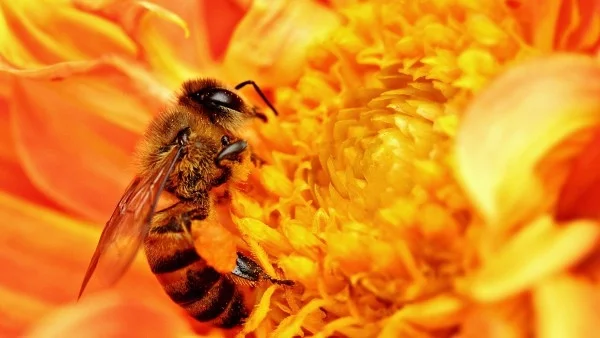 По-малко добиви от мед в Кюстендилско