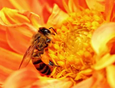 Човешката намеса винаги е била отрицателна спрямо живота на пчелните семейства