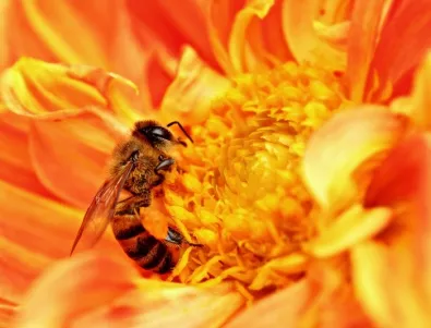 Грийнпийс: България е одобрила опасни за пчелите пестициди